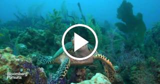 Cuba: Buceando entre tiburones, en Jardines de la Reina