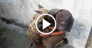 Cubano tiene una hiena por mascota