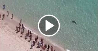 Un enorme tiburón se acerca a la orilla en una playa de Miami