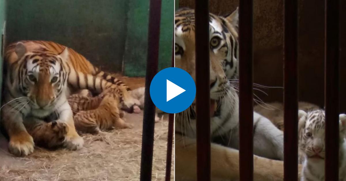 Facebook Zoológico Nacional de Cuba