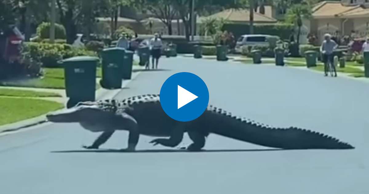 El enorme reptil cruza una calle en Naples © YouTube/Screenshot-NBC
