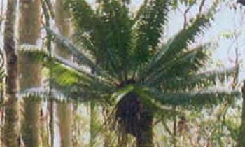 La Palma Corcho, fósil que sobrevive en Cuba.