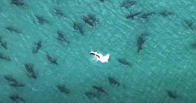 Se trata de tiburones punta negra, una especie migratoria que suele viajar en esta época del año.