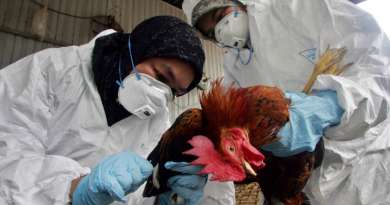 México sacrifica 70,000 aves tras detectar brote de gripe aviar AH7N3 en el norte del país