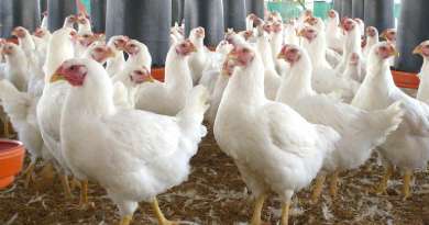 Exportaciones de pollo de EE.UU. a Cuba caen por segundo mes consecutivo