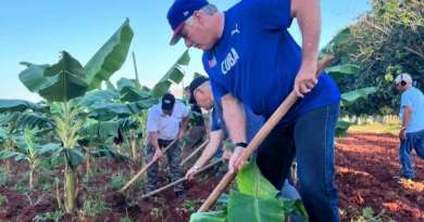 Díaz-Canel de trabajo voluntario en granja agropecuaria, a un año del 11J