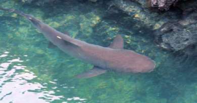 Tiburón muerde a adolescente durante viaje familiar de pesca a los Cayos de Florida