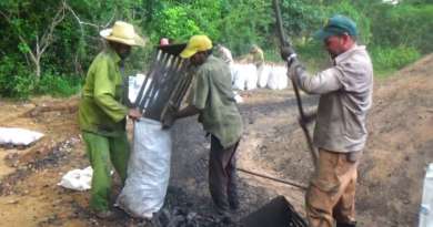 Trabajadores forestales fabrican carbón en Pinar del Río: "Es con lo que se puede cocinar"