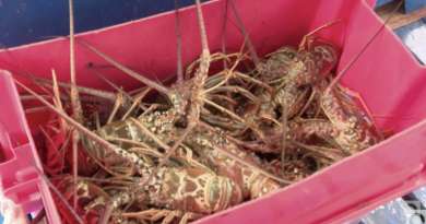 Pescadores de Isla de la Juventud prevén capturar 750 toneladas de langostas para exportación en 2022