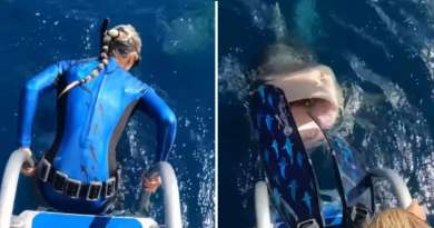Video viral: Bióloga marina casi cae en las fauces de un tiburón