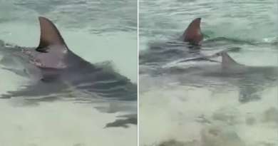 Aparecen tres tiburones en una playa de Camagüey