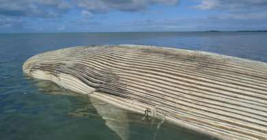 Encuentran ballena muerta en costa norte de Cuba