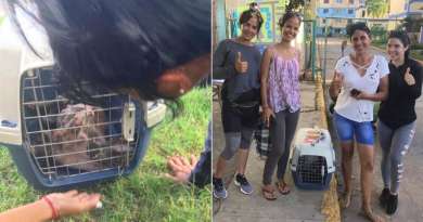 Rescatan a perra quemada con agua hirviendo en Santa Marta