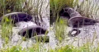 VIRAL: Enorme serpiente pitón se traga un pato en un canal de Miami-Dade