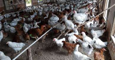 Pastoreo de gallinas rústicas: Solución a la falta de pienso en Guantánamo