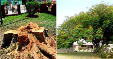 Piden explicaciones por tala de árbol de 50 años en Bayamo