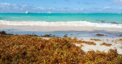 Alarma por hallazgo de bacteria carnívora en algas marinas de playas de Florida