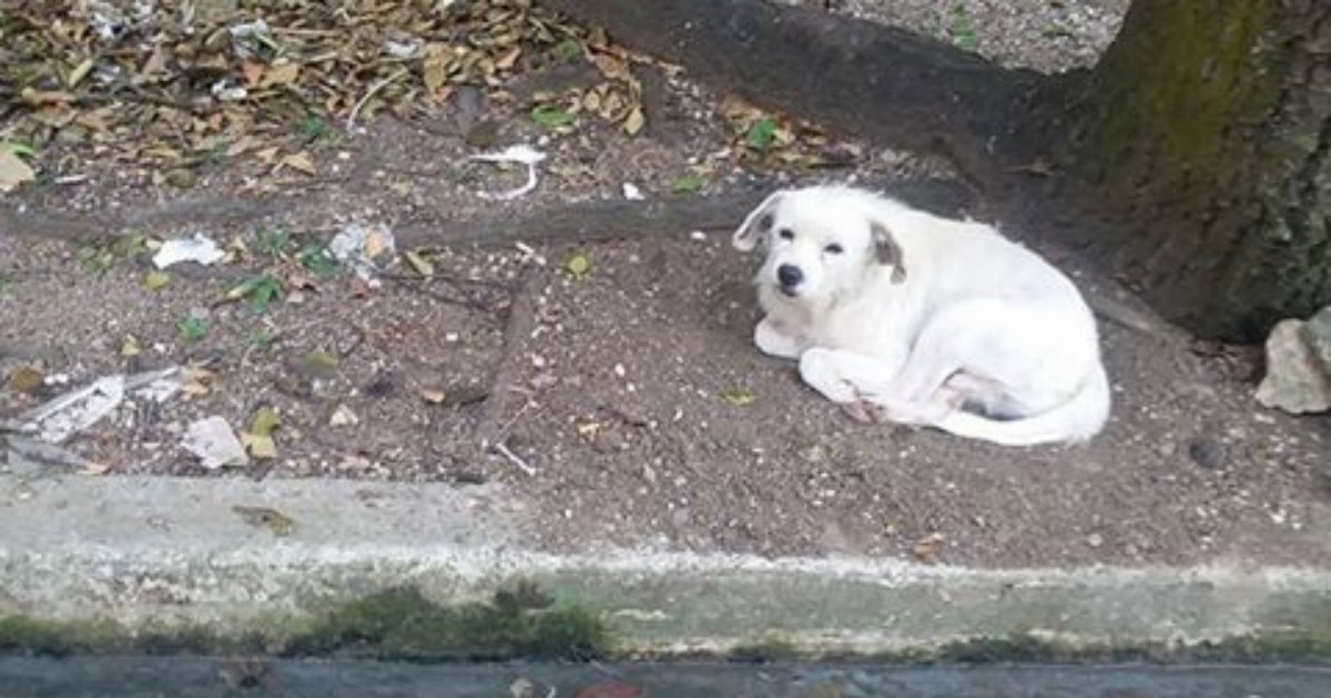 Perro Abandonado En Cuba Su Duena Se Mudo Y Lo Dejo En La Calle