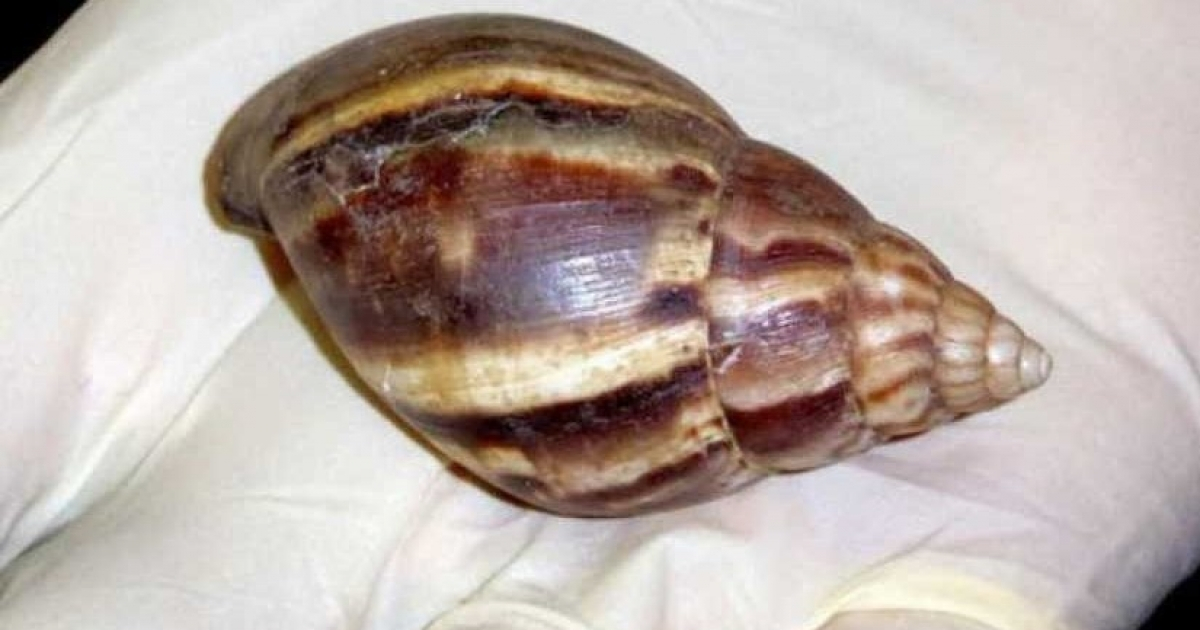 Caracol gigante africano © Cubasí