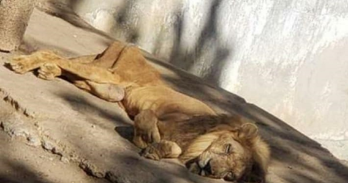 Animalistas denuncian que los leones se mueren de hambre en el zoológico de  Las Tunas