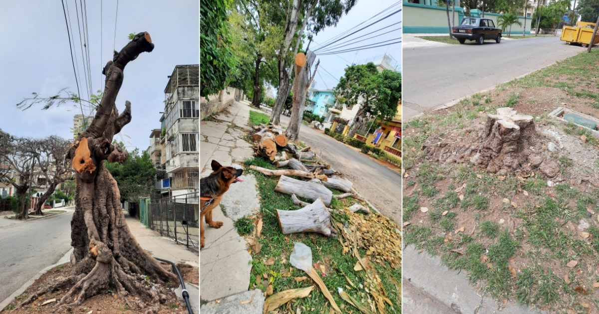 Cubanos denuncian tala indiscriminada de árboles en barrios de El Vedado,  en La Habana