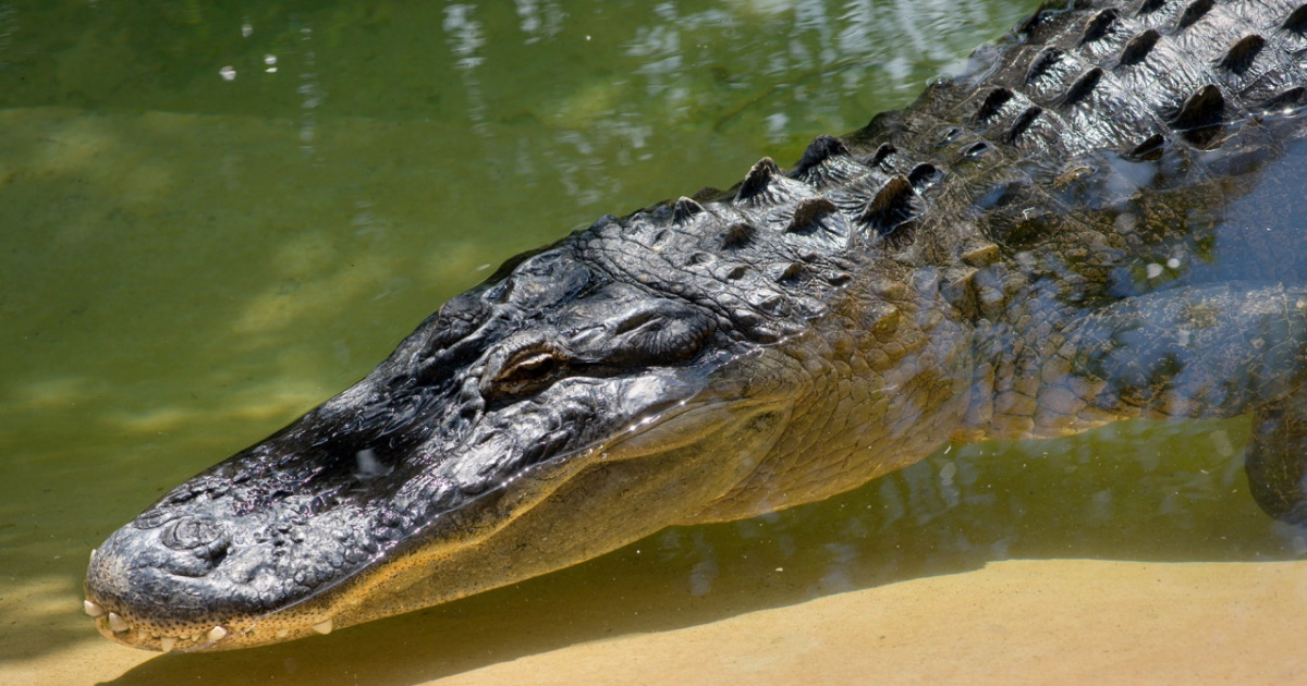 Encuentran el cadáver de una mujer de 29 años en Florida que habría sido  atacada por un cocodrilo