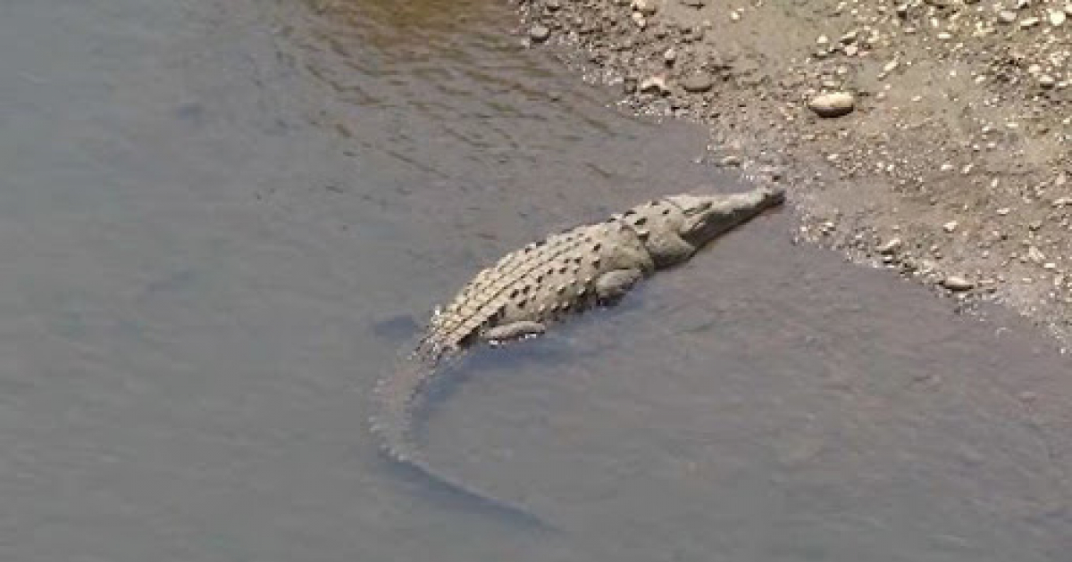 Continúa la búsqueda del cocodrilo visto en el río Sagua de Tánamo