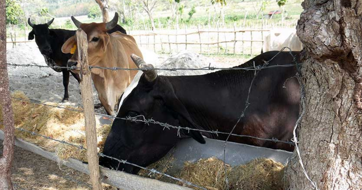 Vacas en Cuba © Invasor / Pastor Batista Valdés