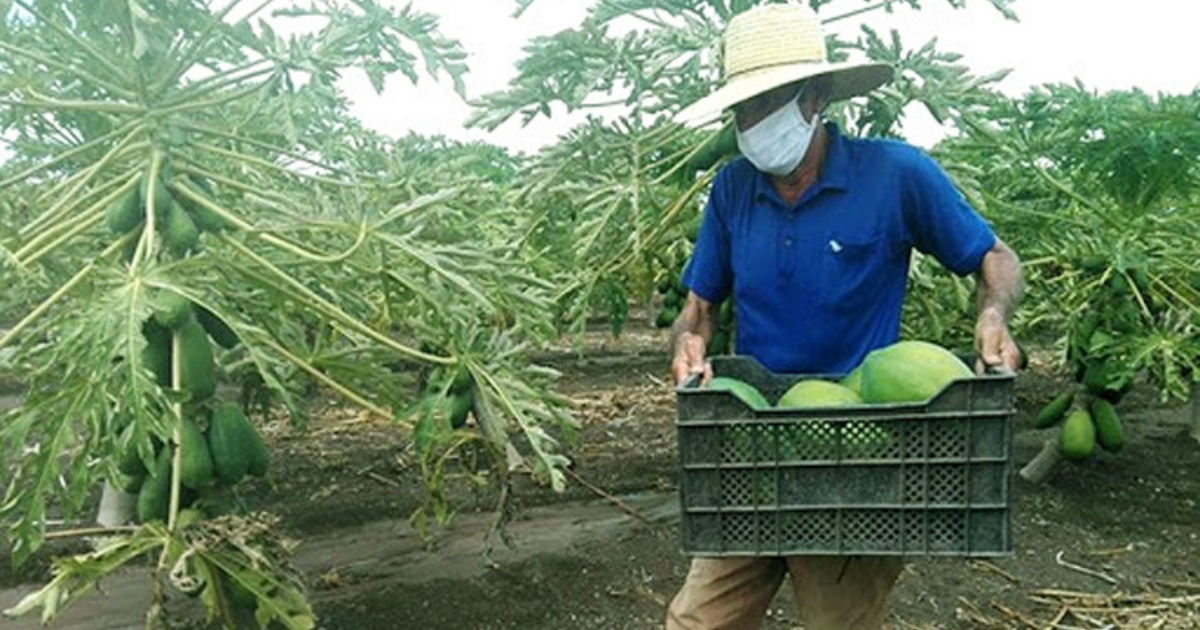 Periodista oficialista critica precios del mercado estatal cubano