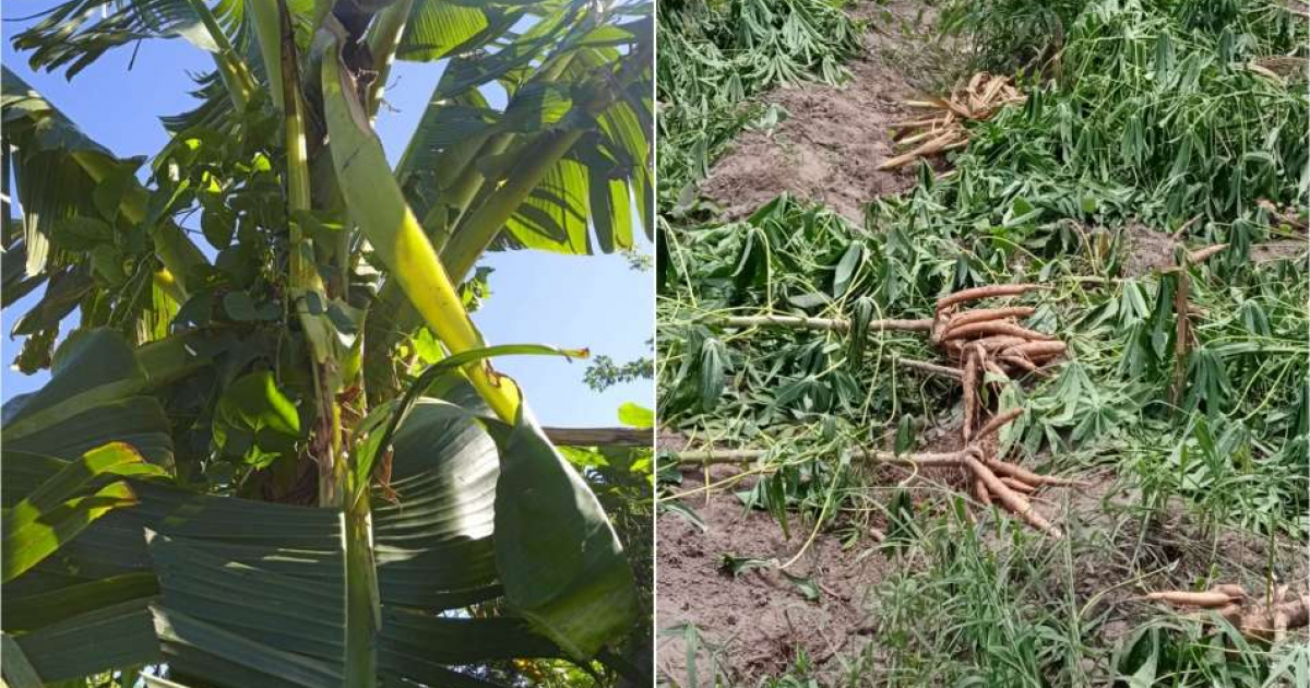Cultivos de plátano y zanahoria saqueados © Agricultores cubanos emprendedores / Facebook