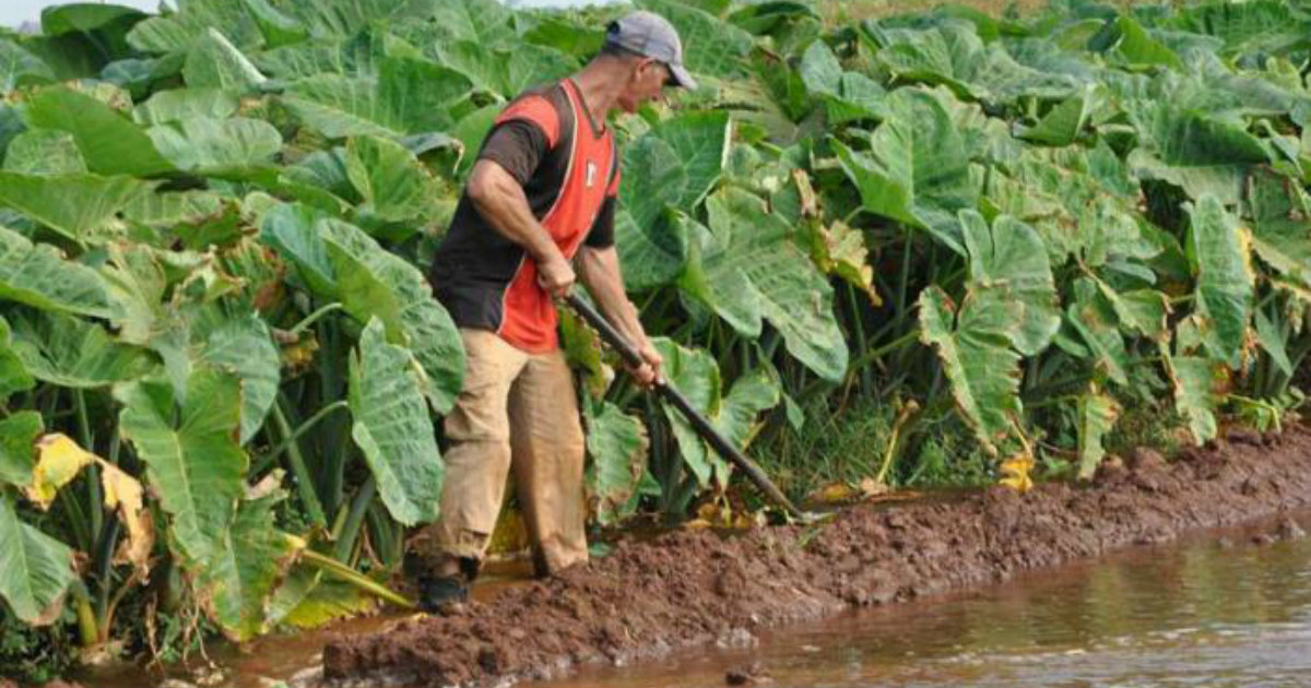 Campesino cubano cultiva la tierra (Imagen de referencia) © Cubadebate 