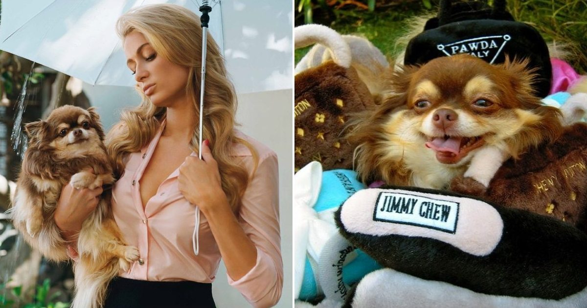 Paris Hilton y su chihuahua Harajuku Bitch © Instagram / Paris Hilton