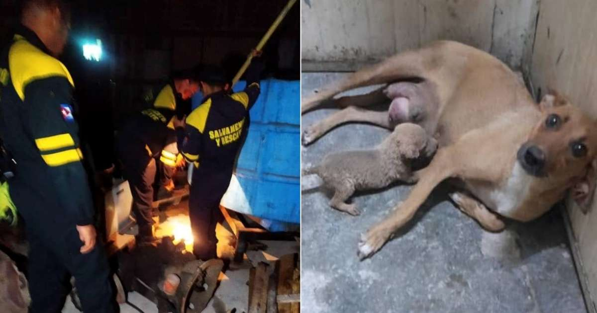 Bomberos y perra con su cachorro © Facebook / BAC-Habana