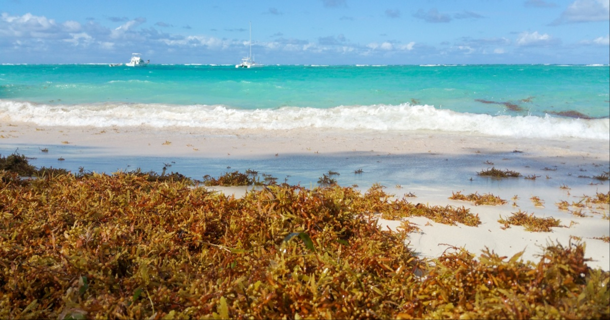 Playa con algas (imagen de referencia) © Public Domain Pictures / Vera Kratochvil