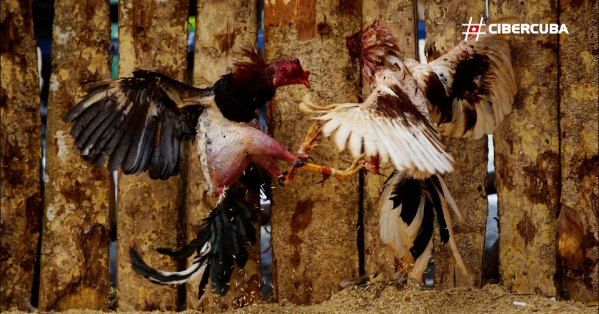 Las peleas de gallos en Cuba, ¿negocio o placer?