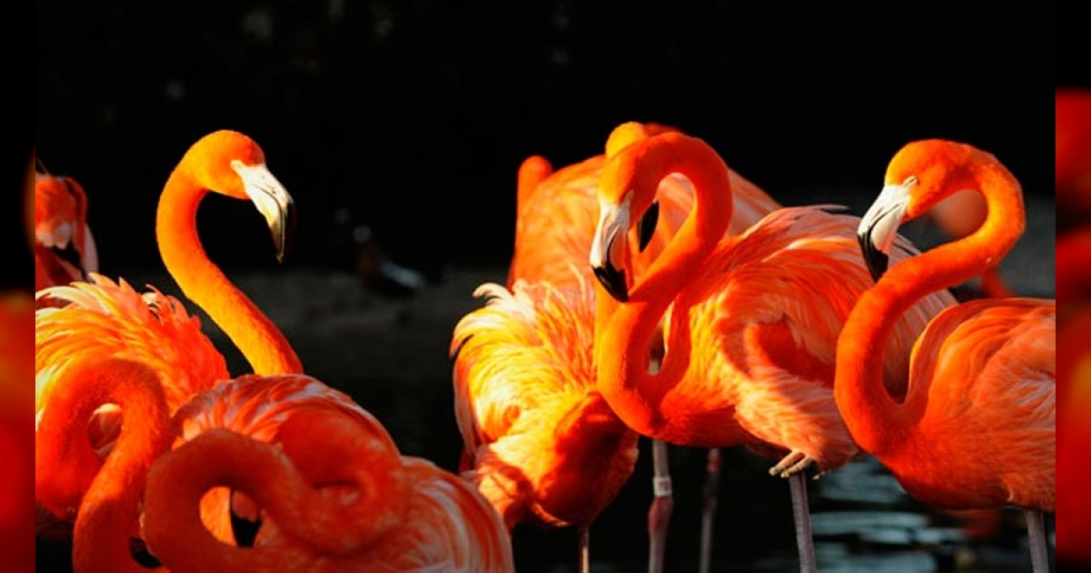 Monitorean aves de la reserva ecológica Centro–Oeste, de Cayo Coco