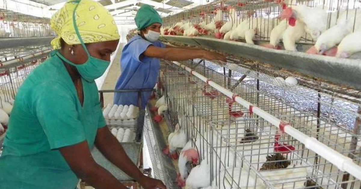 Cuba expone en una feria nacional su deprimida producción de huevos