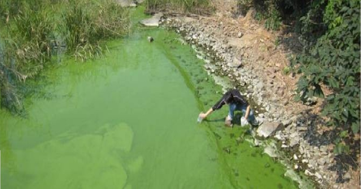 Declaran estado emergencia en 4 estados de la Florida por presencia de alga tóxica en fuentes de agua