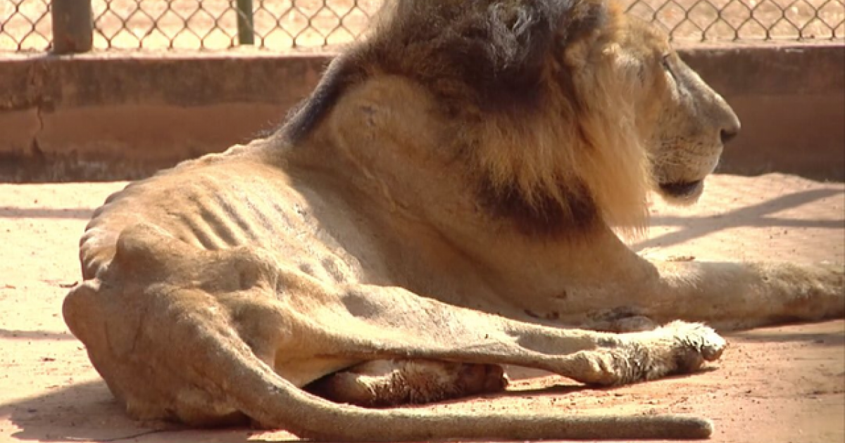 A punto de morir de hambre el único león del zoológico de Maracaibo,  Venezuela