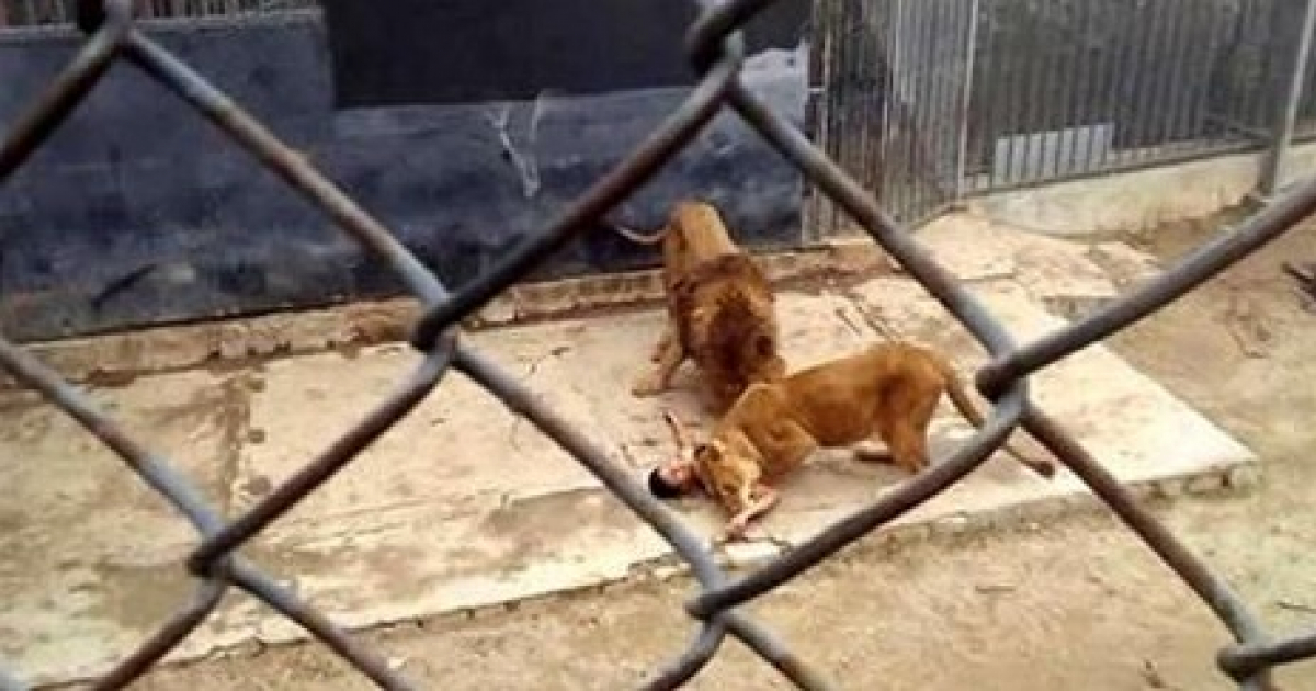 Sacrifican a una pareja de leones para salvar la vida a un suicida